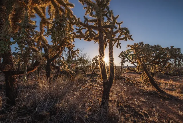 Cholla Paradise, Green Valley, Arizona, USA