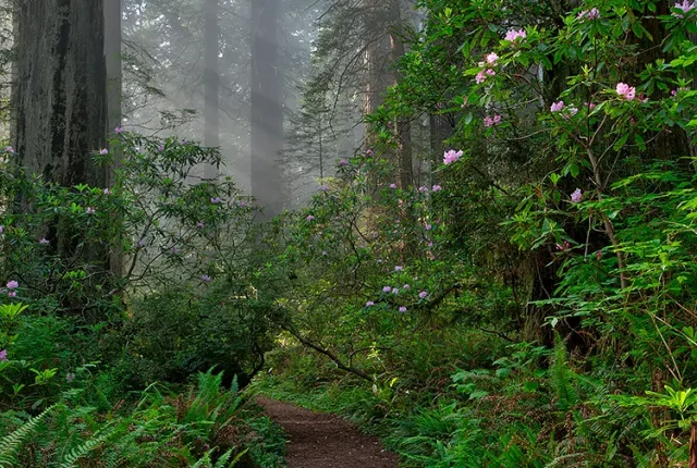 Coastal redwoods, crescent city, del norte county, california, usa