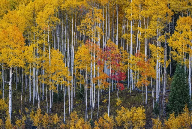 Colorful Colorado, Gunnison, Colorado, USA