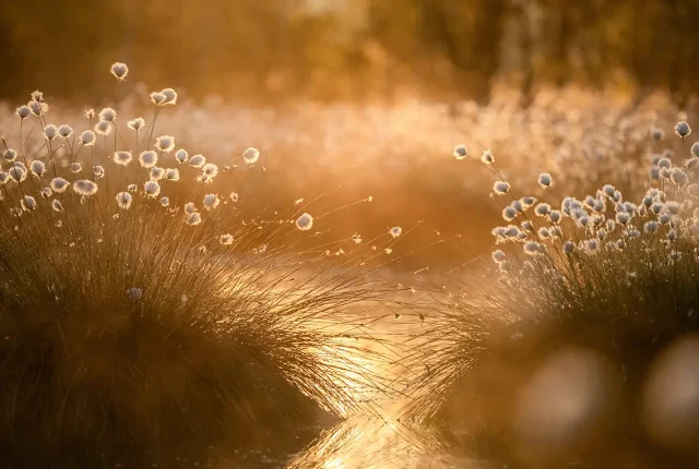 Cottongrass in the morning sun, wolfratshausen, bavaria, germany