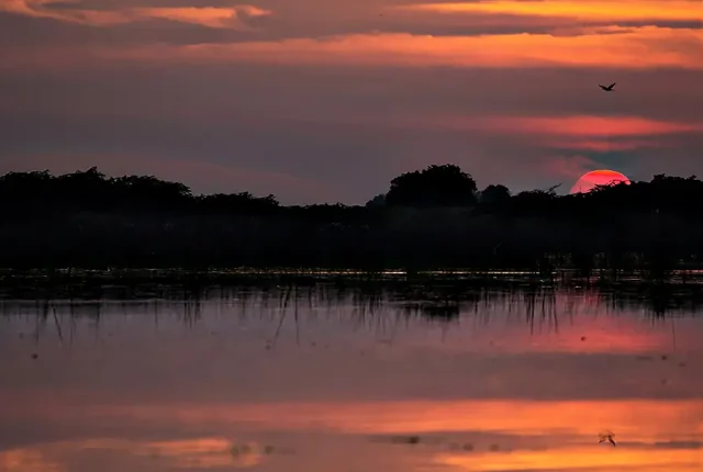 Countdown Has Started, Nalsarovar Bird Sanctuary, Gujarat, India