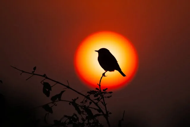 Countryside silhouette gujarat india