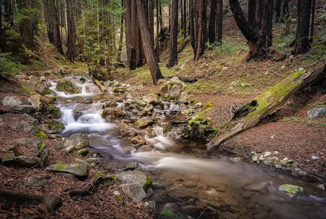 Creek Beneath Redwoods, Big Sur, California, USA