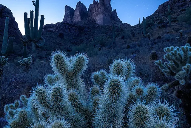 Crown of thorns, superstition mountains, arizona, usa