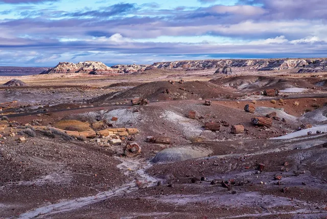 Crystal Forest, Petrified Forest National Park, Arizona, USA