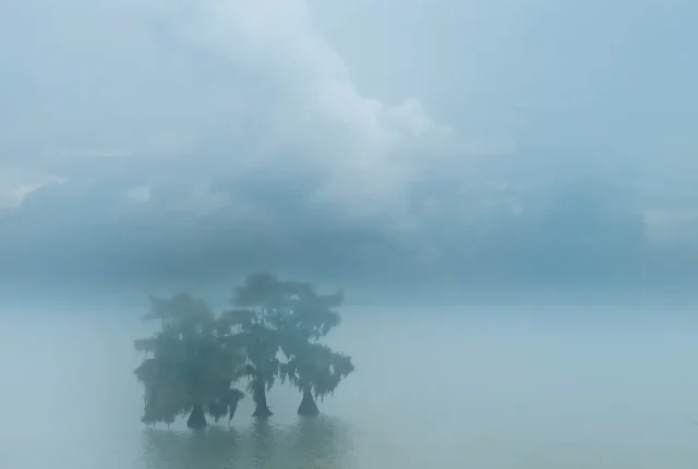 Cypress in the mist, lake moultrie, summerville, south carolina, usa