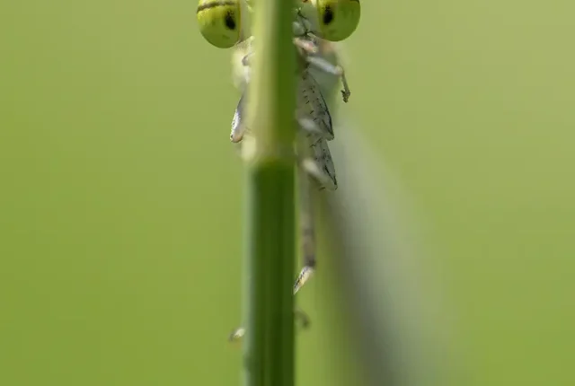 Damselfly Eyes, Channahon, Illinois, USA