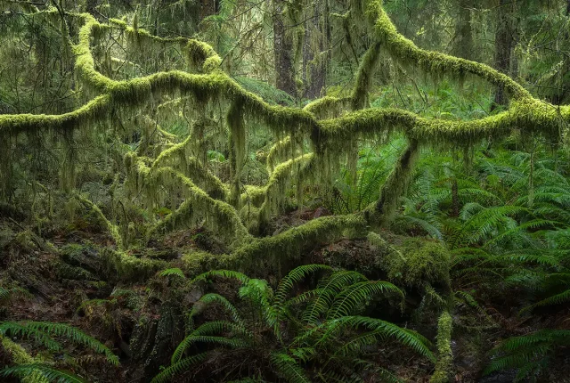 Dark Botanical, Olympic Peninsula, WA, USA