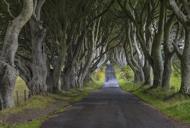 Dark Hedges, Northern Ireland copy