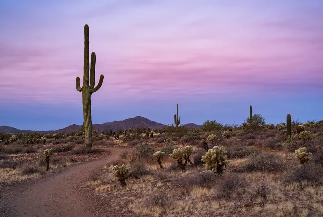Dawn in sonoran preserve, maricopa county, arizona, usa