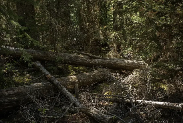 Deep Woods, Hyalite Reservoir Trail, Gallatin County, Montana, USA