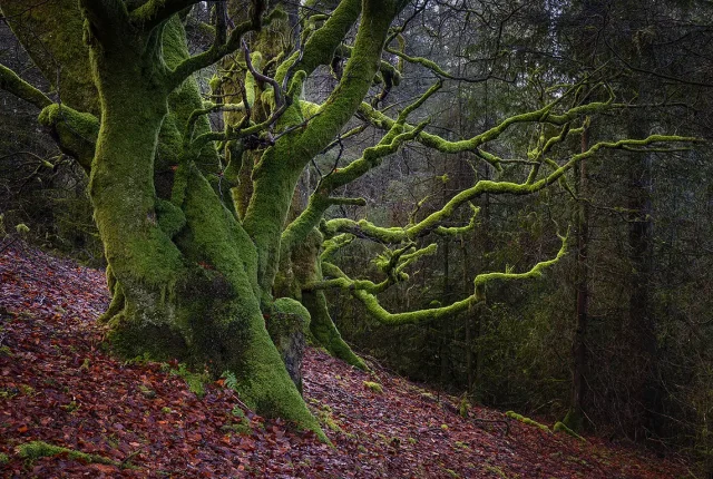 Defending Their Space, Pontarfynach, Ceredigion, Wales