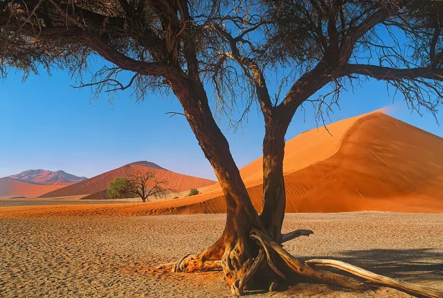 Desert Sun Shade, Dune 45, Namib Naukluft National Park, Namibia