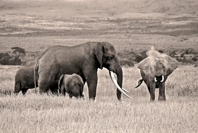 Dirt Shower, Amboseli National Park, Kenya