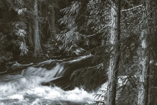 Drowned forest, nass valley, british columbia, canada
