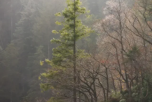 Early Morning Light Over Loch Ard, The Trossachs, Stirlingshire, Scotland