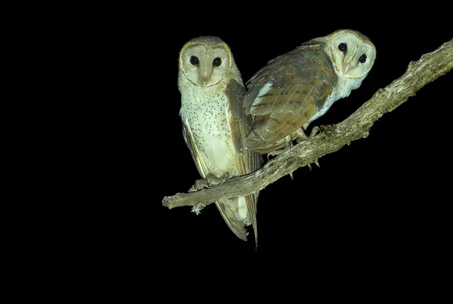 Eastern barn owls, tissamaharama village, sri lanka
