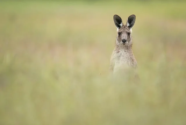 Eastern grey kangaroo scheyville nsw australia