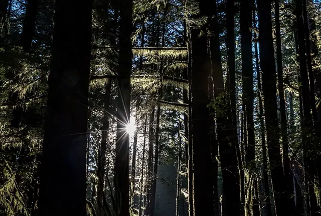 Echoes Of A Childhood Forest, Drift Creek, Lincoln, Oregon, USA