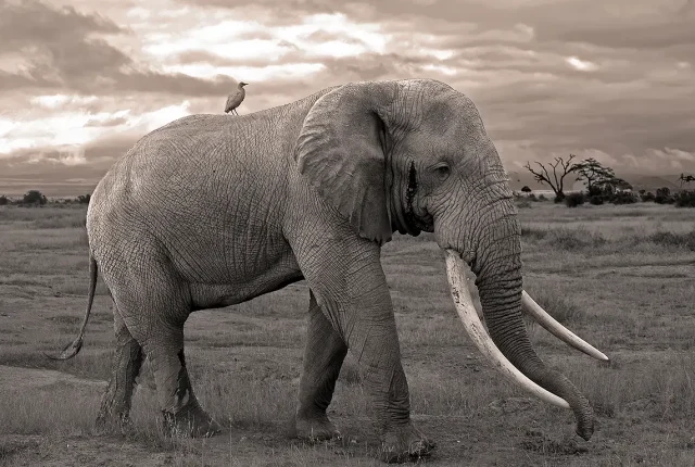 Elephant In Musth, Amboseli National Park, Kenya