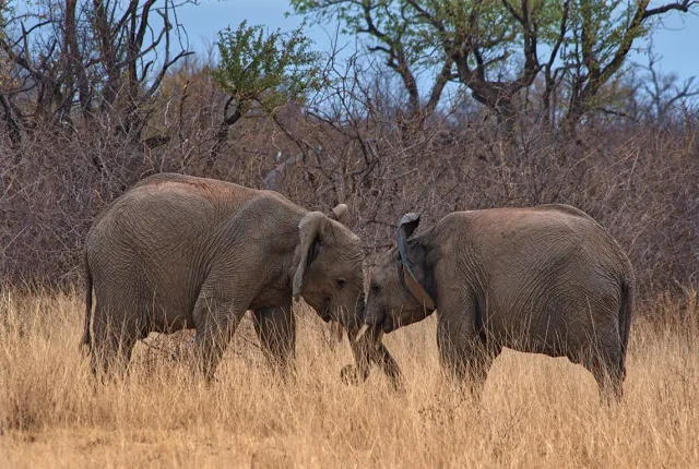 Elephant Play, Madikwe Game Reserve, South Africa
