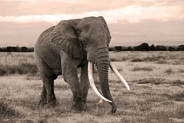 Elephant Stride, Amboseli National Park, Kenya