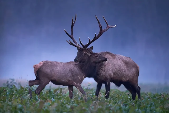 Elk pennsylvania wilds usa