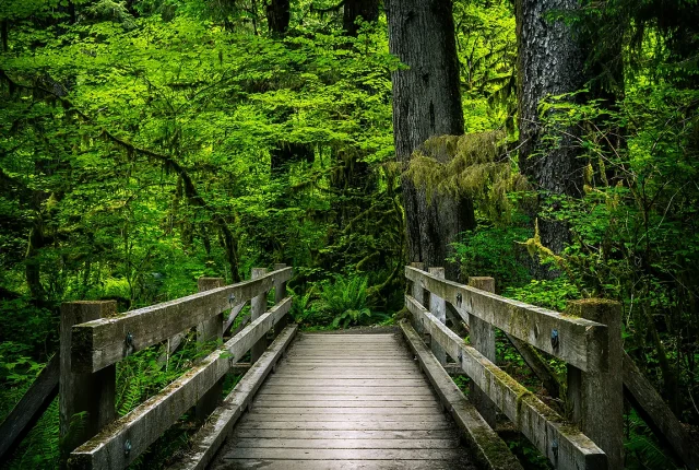 Emerald Silence, Hoh Rainforest, Washington, USA copy