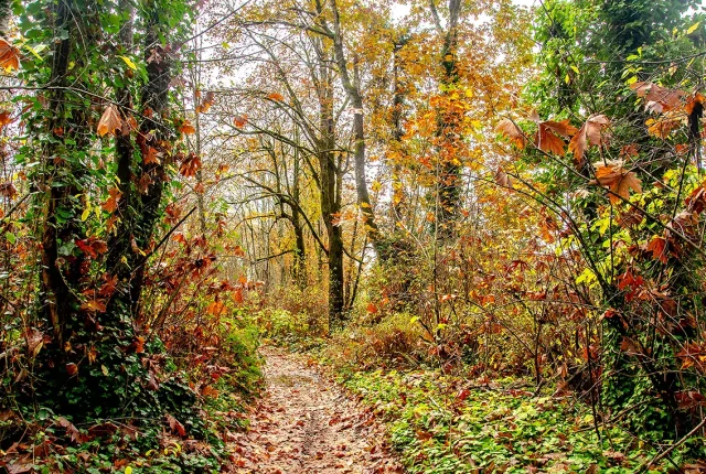 Enchanted Forest, Nanaimo Regional District, Vancouver Island, British Columbia, Canada