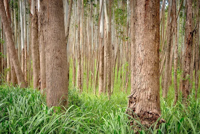 Endless Eucalyptus Forest, Honoka'a, Hawaii, USA