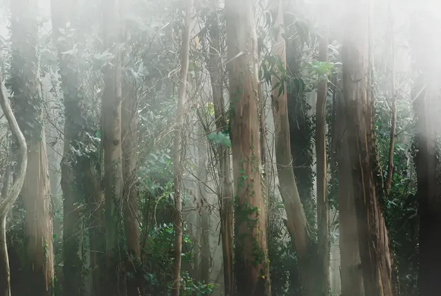 Eucalyptus Forest, Galicia, Spain