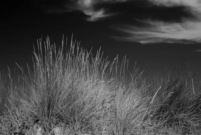 European Beach Grass, Obidos, Leiria, Portugal