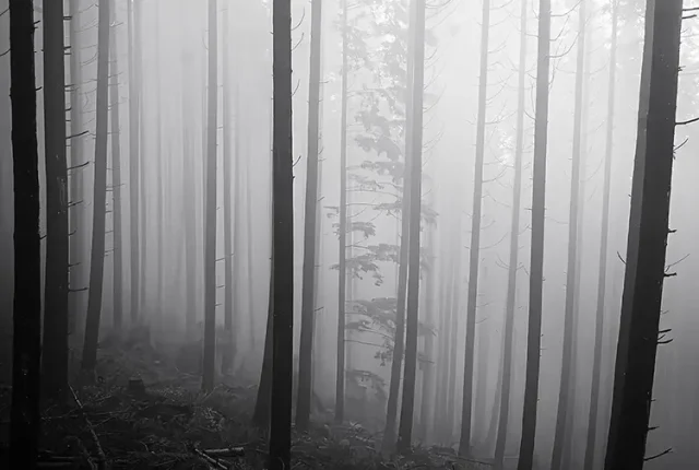 Evening Fog, Mount Menzies, Campbell River, Vancouver Island, Canada