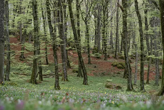 Fairy Forest, Faggeta Vetusta dei Monti Cimini, Italy