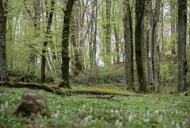 Fairy Wood, Faggeta Vetusta dei Monti Cimini, Italy