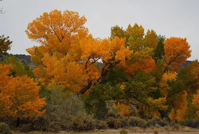 Fall Colors, Carson River Park, Carson City, Nevada, USA