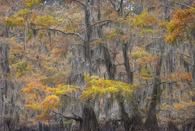 Fall in the swamp, caddo lake, texas, usa