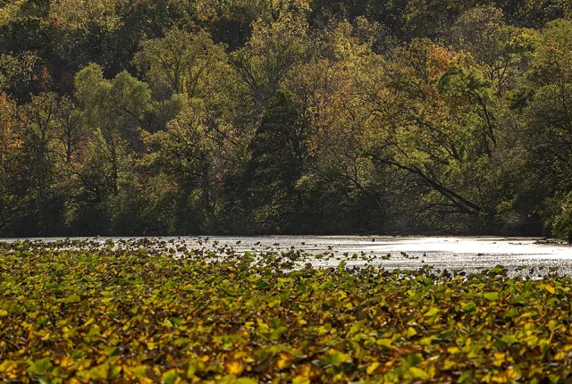 Fall Scene, Channahon, Illinois, USA