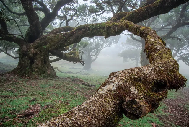 Fanal Forest, Madeira, Portugal copy