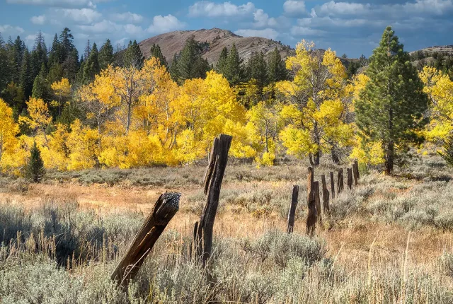 Fenceline through the fall, alpine county, california, usa