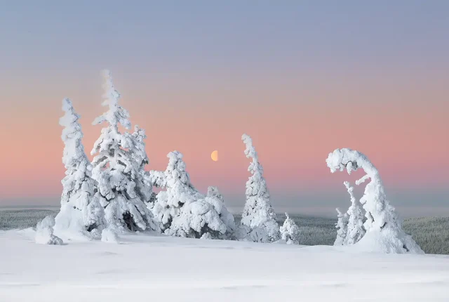 Finnish Belt Of Venus, Riisitunturi National Park, Near Posio Lapland, Finland