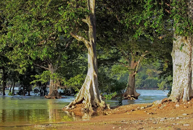 Flooded Forest, Mekedatu, Kanakapura, India