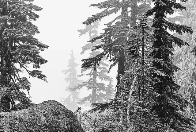 Foggy Forest, Comox Valley, Vancouver Island, Canada
