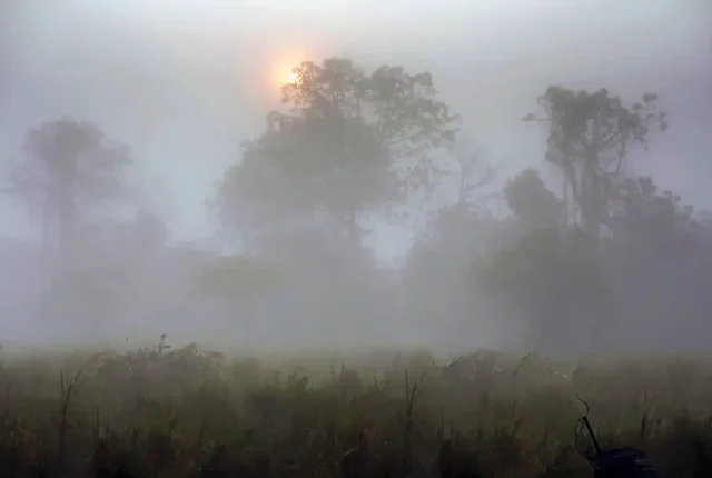 Foggy Sunrise, Kaziranga National Park, Assam, India