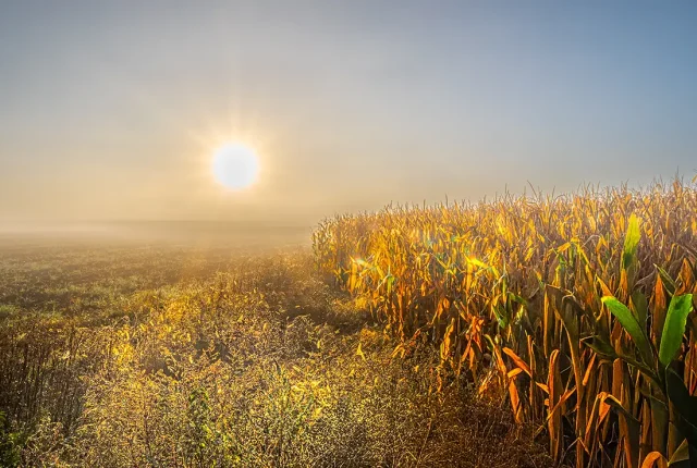 Foggy sunrise, st hilarion, charlevoix, quebec, canada