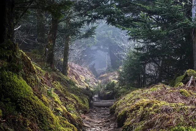 Foggy Tennessee Forest, Gatlinburg, Tennessee, USA