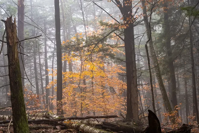 Foggy Woods, Corinth, NY, USA