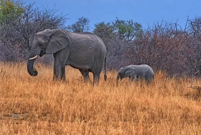 Follow Along, Madikwe Game Reserve, South Africa