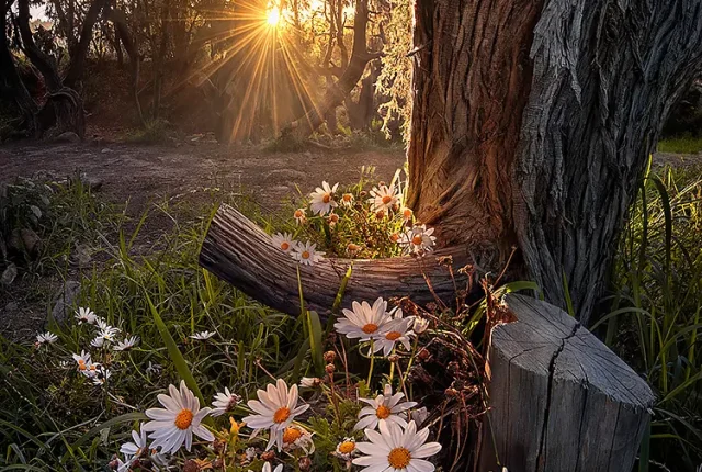 Forest Flowers, Asir Region, Al Soudah National Park, Saudi Arabia