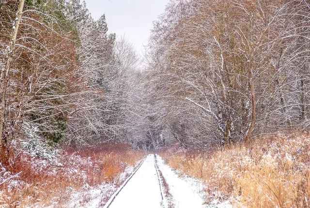 Forest Of Snowy Fans, Regional District of Nanaimo, Vancouver Island, British Columbia, Canada